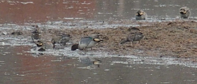Green-winged Teal - ML41688171