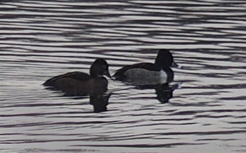 Ring-necked Duck - ML41688281