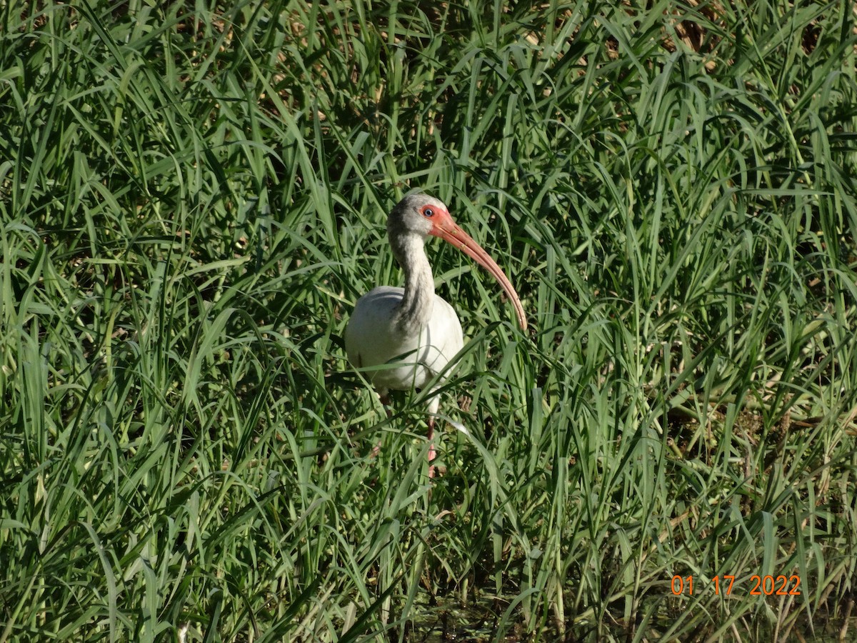 ibis bílý - ML416884871