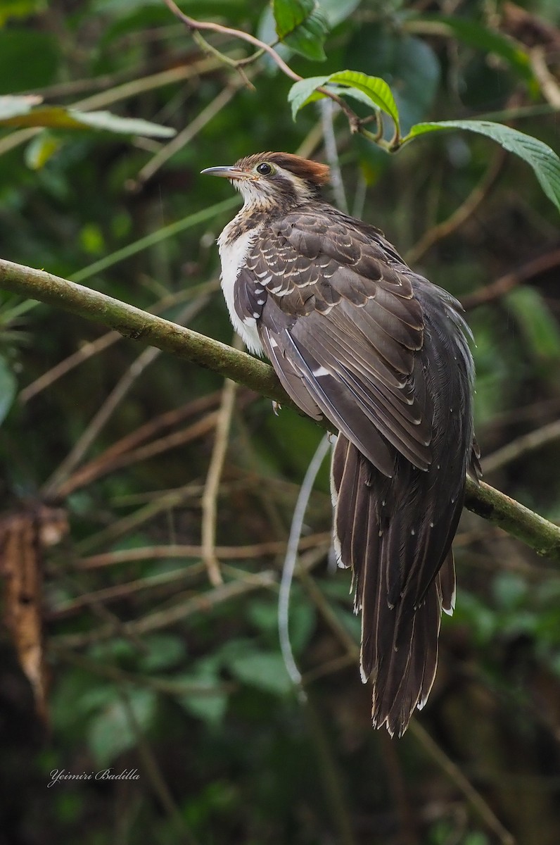 Pheasant Cuckoo - yeimiri Arguello