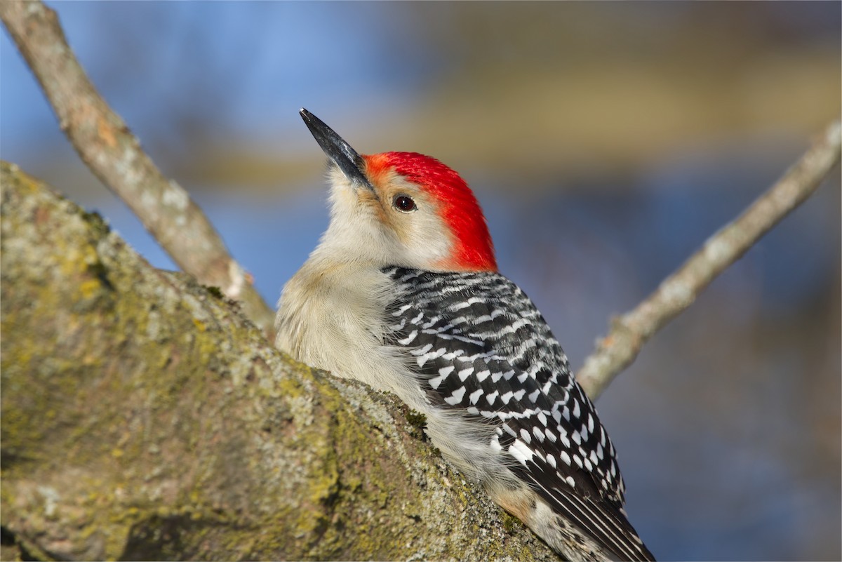 Red-bellied Woodpecker - ML416895731