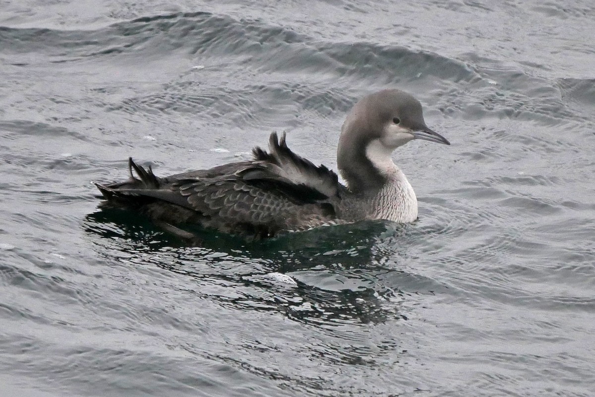 Pacific Loon - Grace Oliver