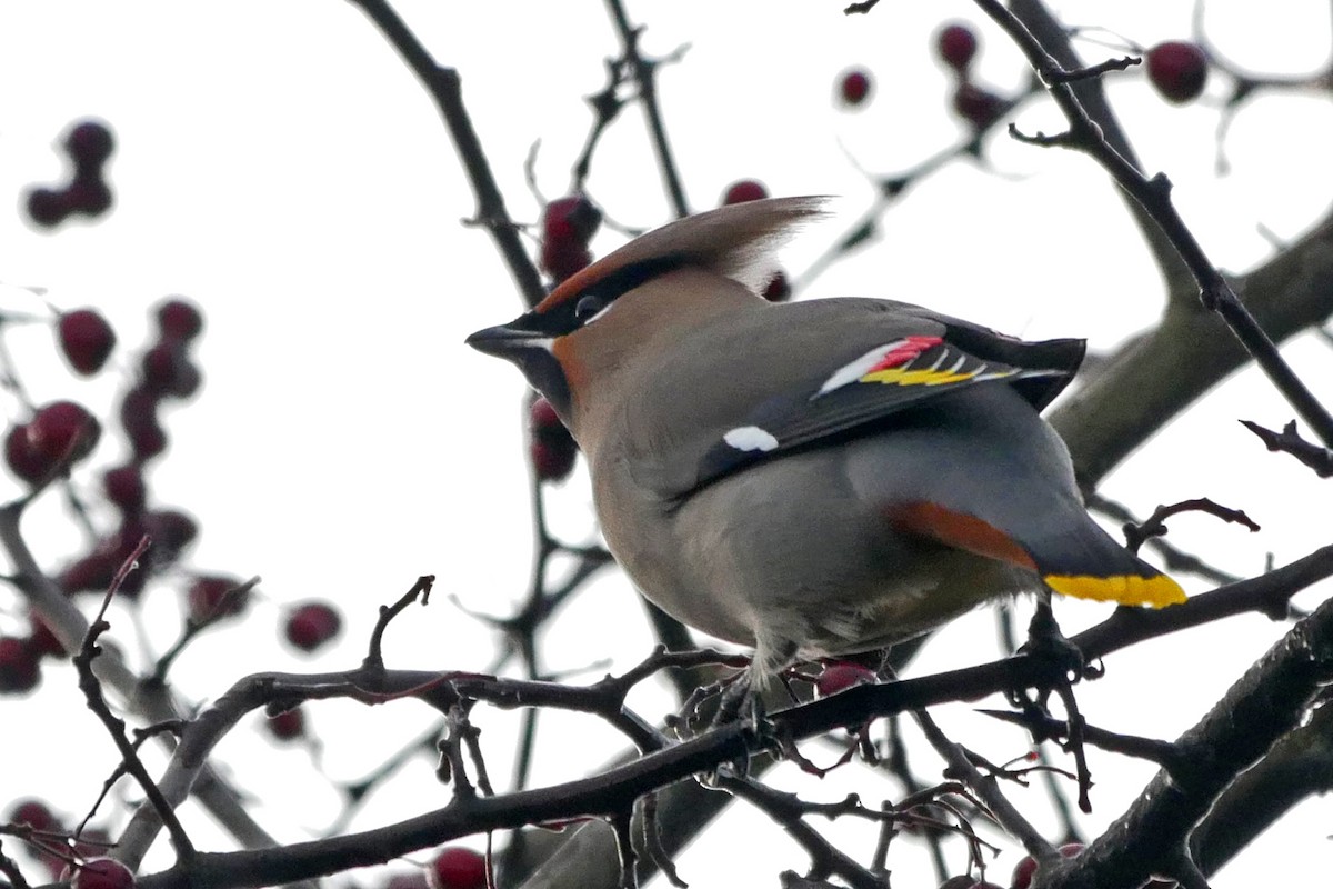 Bohemian Waxwing - Grace Oliver