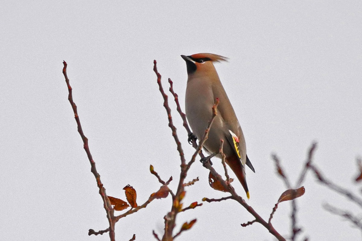 Bohemian Waxwing - Grace Oliver