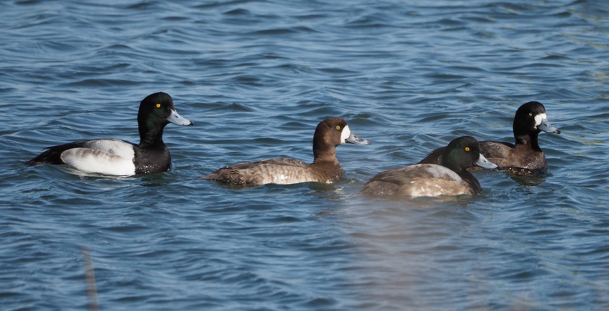 Greater Scaup - ML416897541
