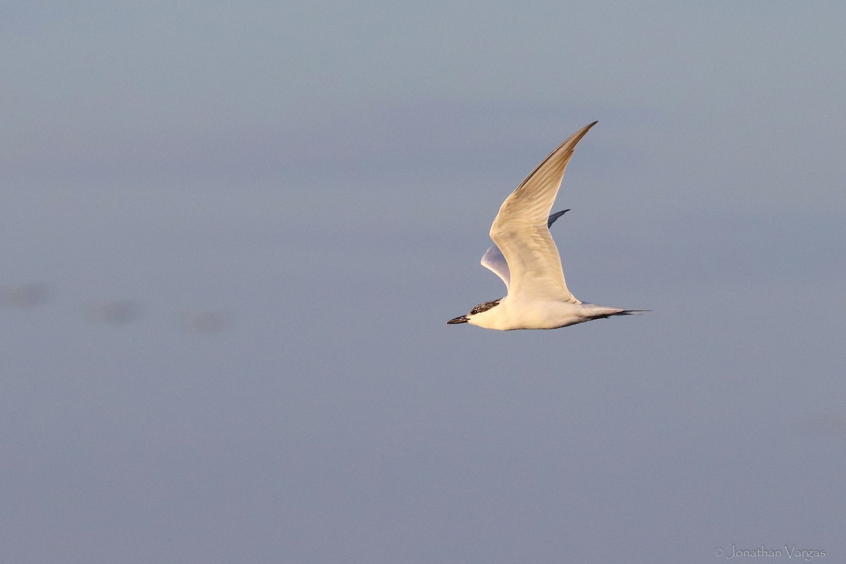 Gull-billed Tern - Jonathan Vargas