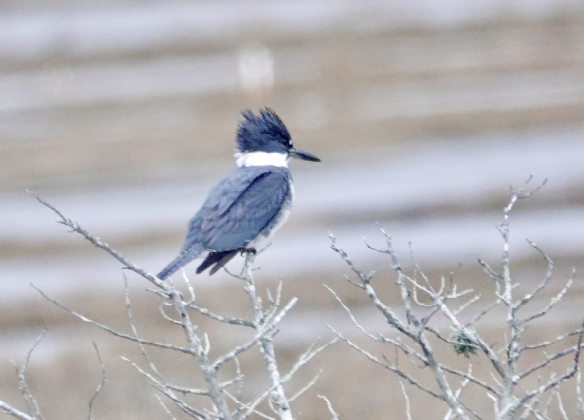 Belted Kingfisher - ML416902891