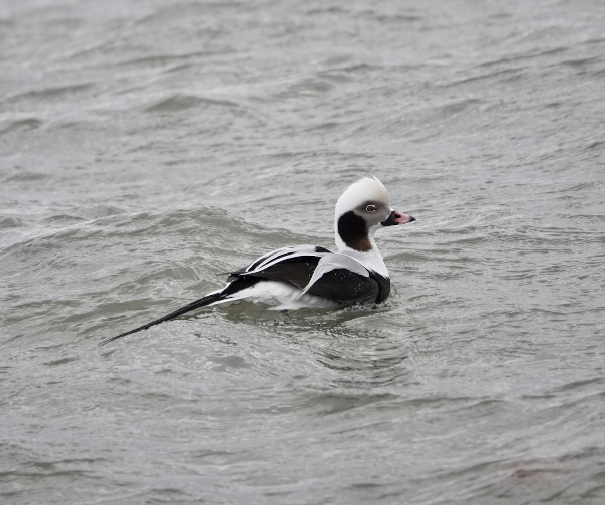 Long-tailed Duck - ML416903601