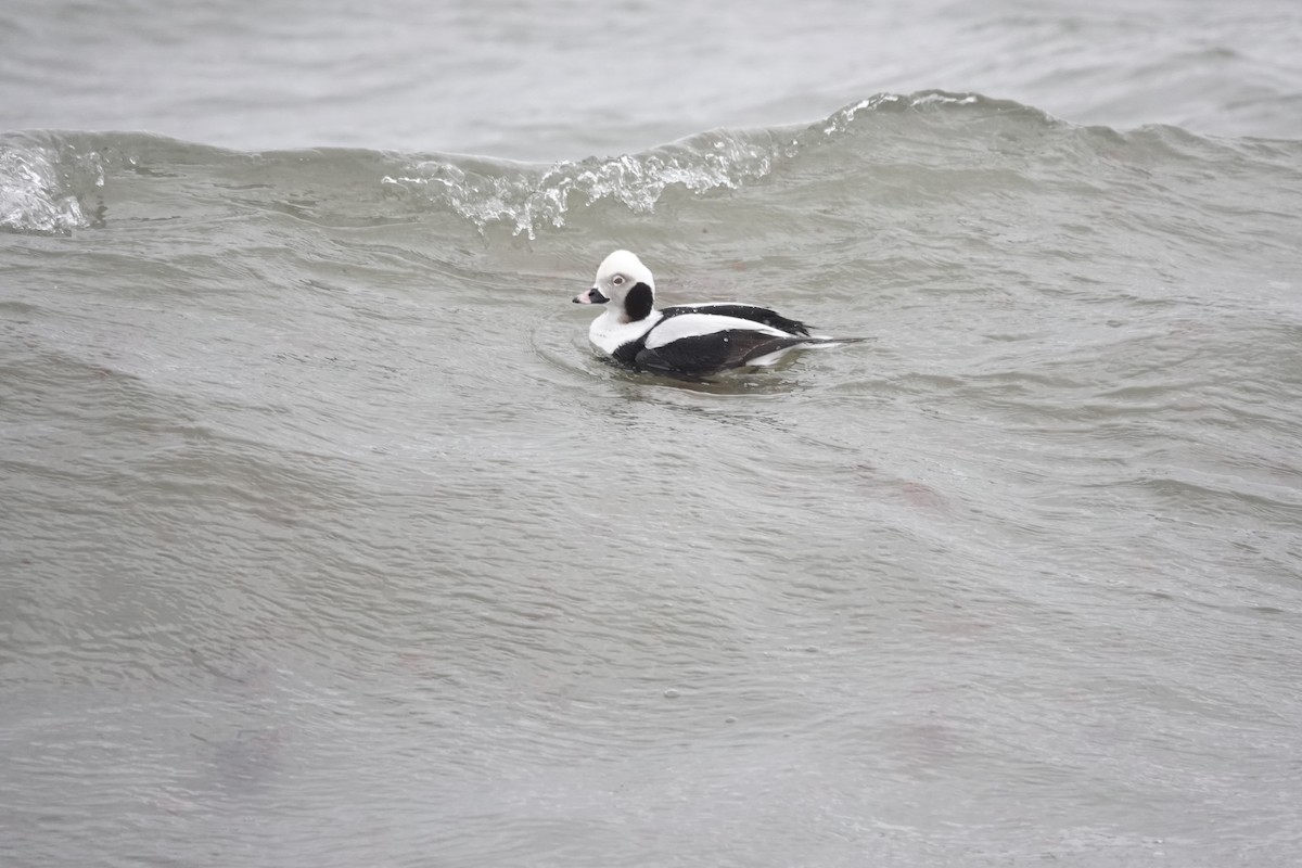 Long-tailed Duck - ML416903611