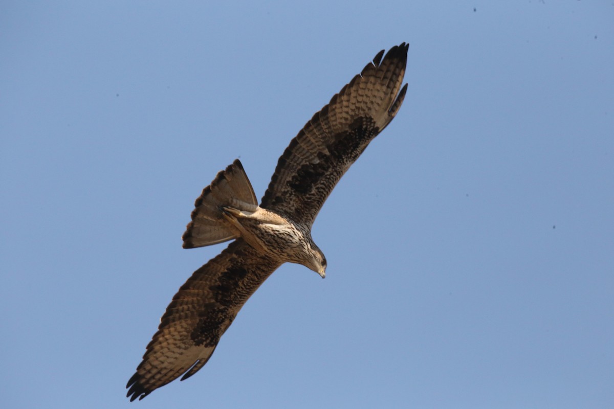 Bonelli's Eagle - Amudha Hariharan