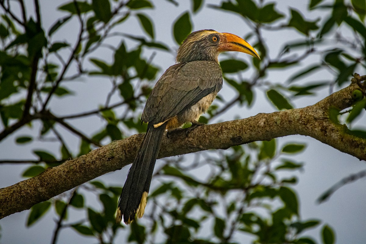 Malabar Gray Hornbill - Vivek Saggar