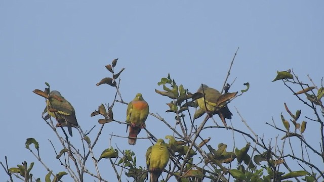 橙胸綠鳩 - ML416917471