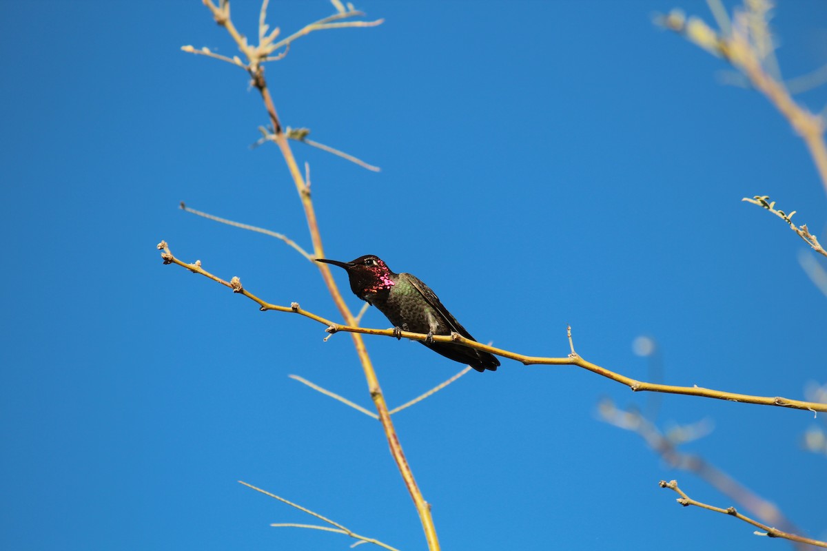 Anna's Hummingbird - ML416921671
