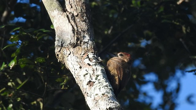 Smoky-brown Woodpecker - ML416925661