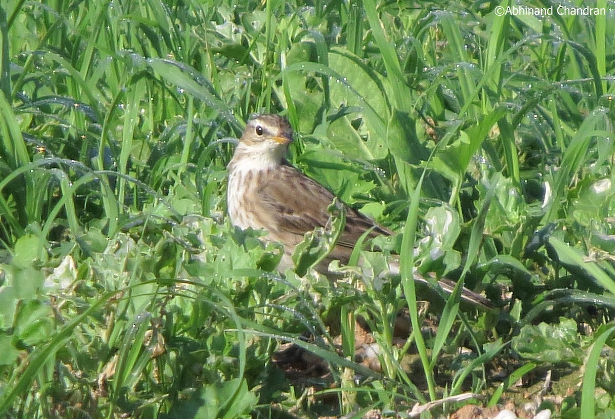Water Pipit - ML41692881