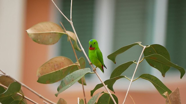 Blue-crowned Hanging-Parrot - ML416936611
