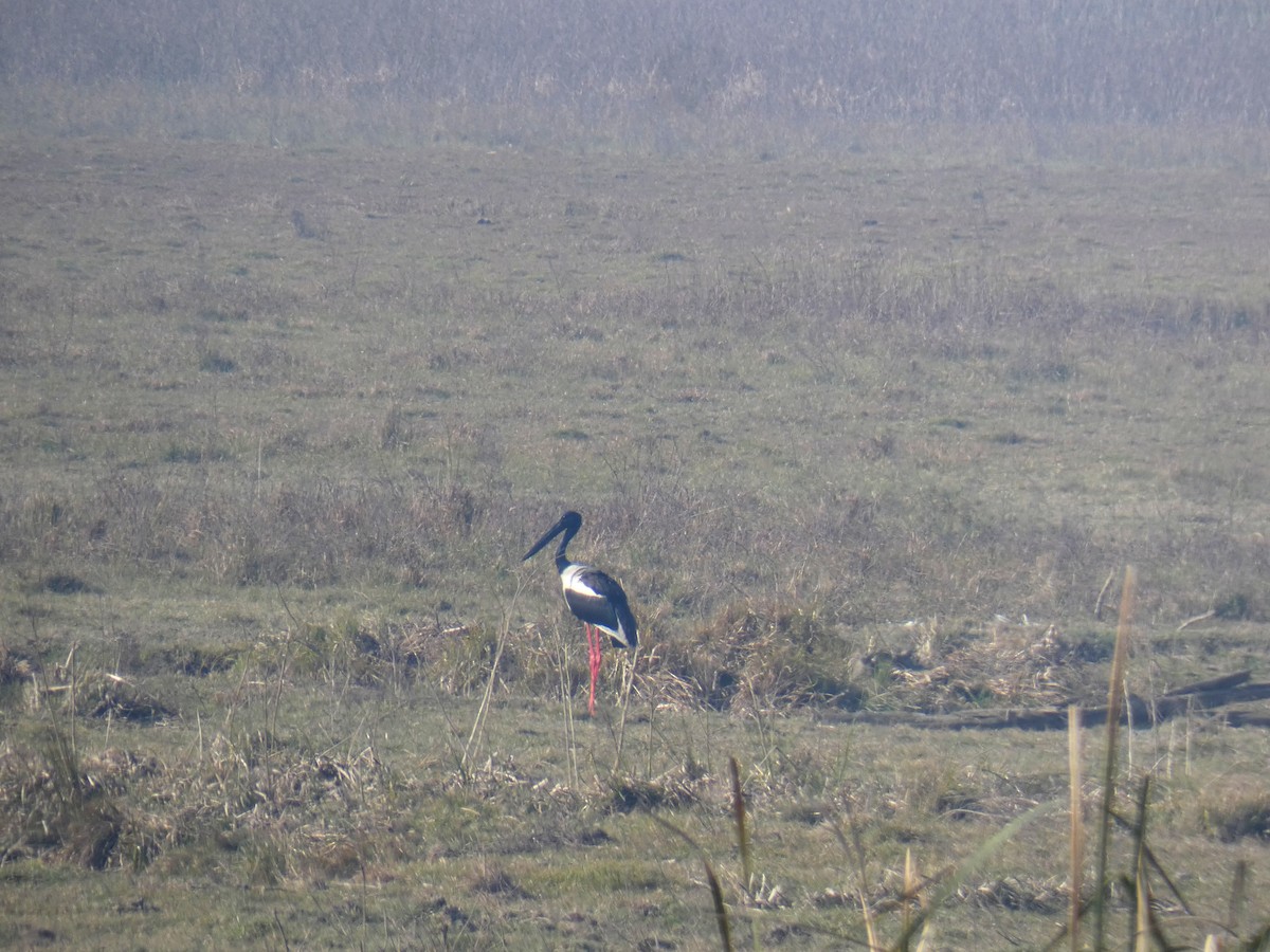 Black-necked Stork - ML416937491