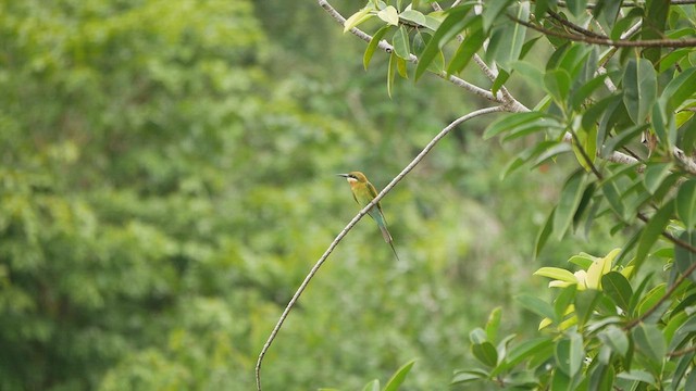 Blue-tailed Bee-eater - ML416937791