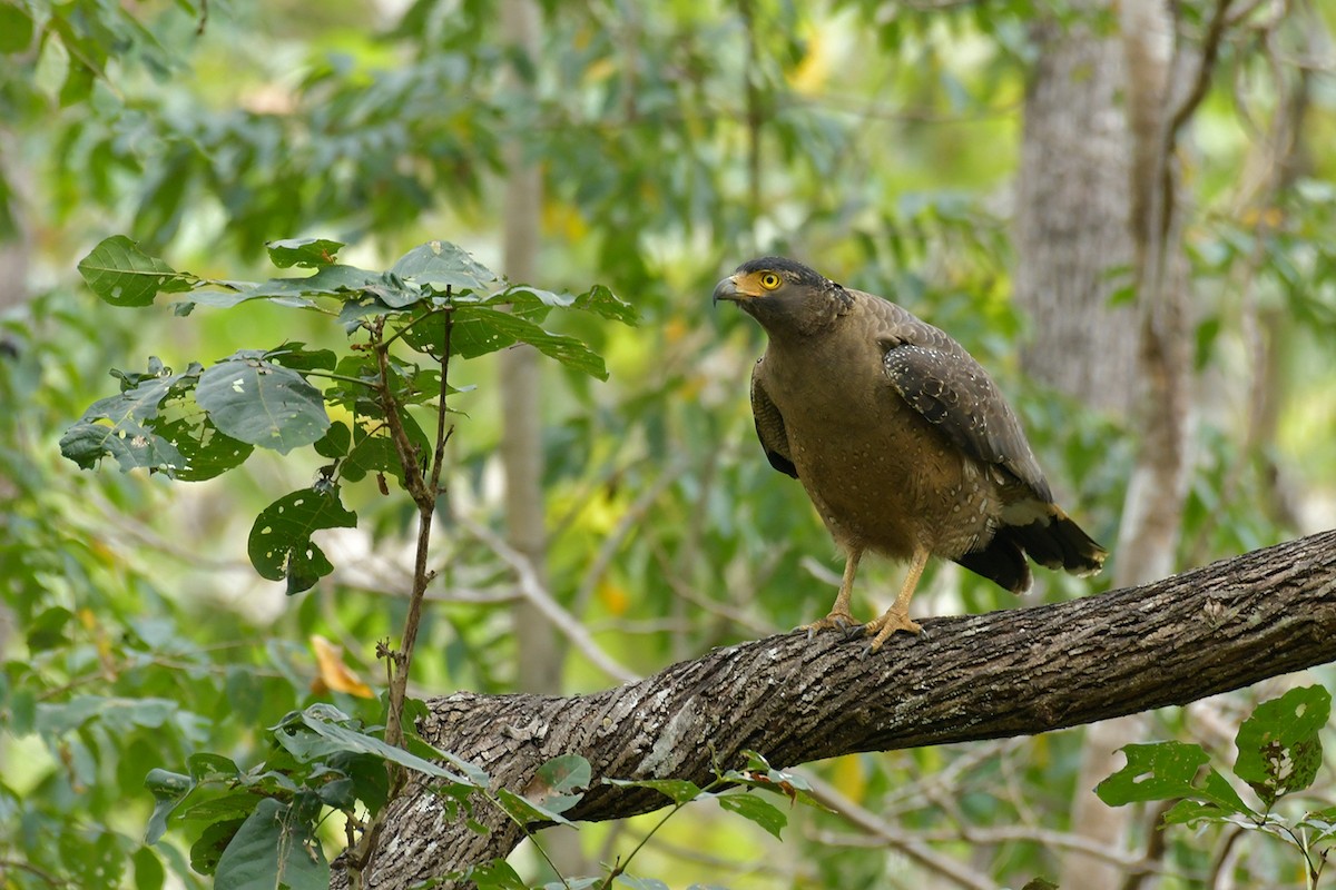 Crested Serpent-Eagle - Supaporn Teamwong
