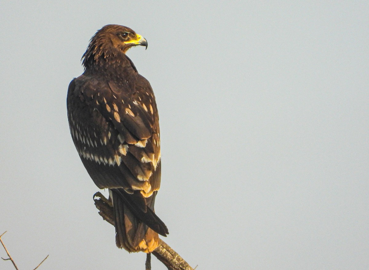 Greater Spotted Eagle - dhanapal kondasamy
