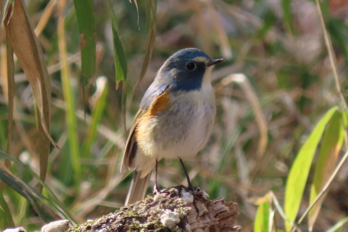 Red-flanked Bluetail - ML416950331