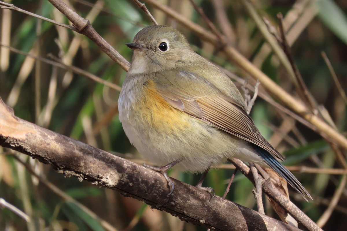 Red-flanked Bluetail - ML416950341