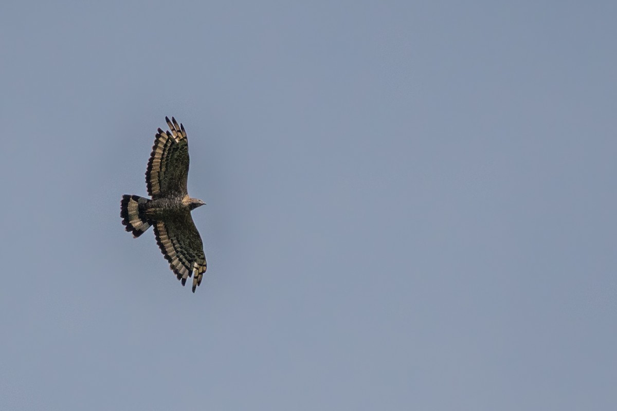 Changeable Hawk-Eagle (Crested) - Sivaguru Noopuran PRS