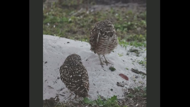 Burrowing Owl (Florida) - ML416951301