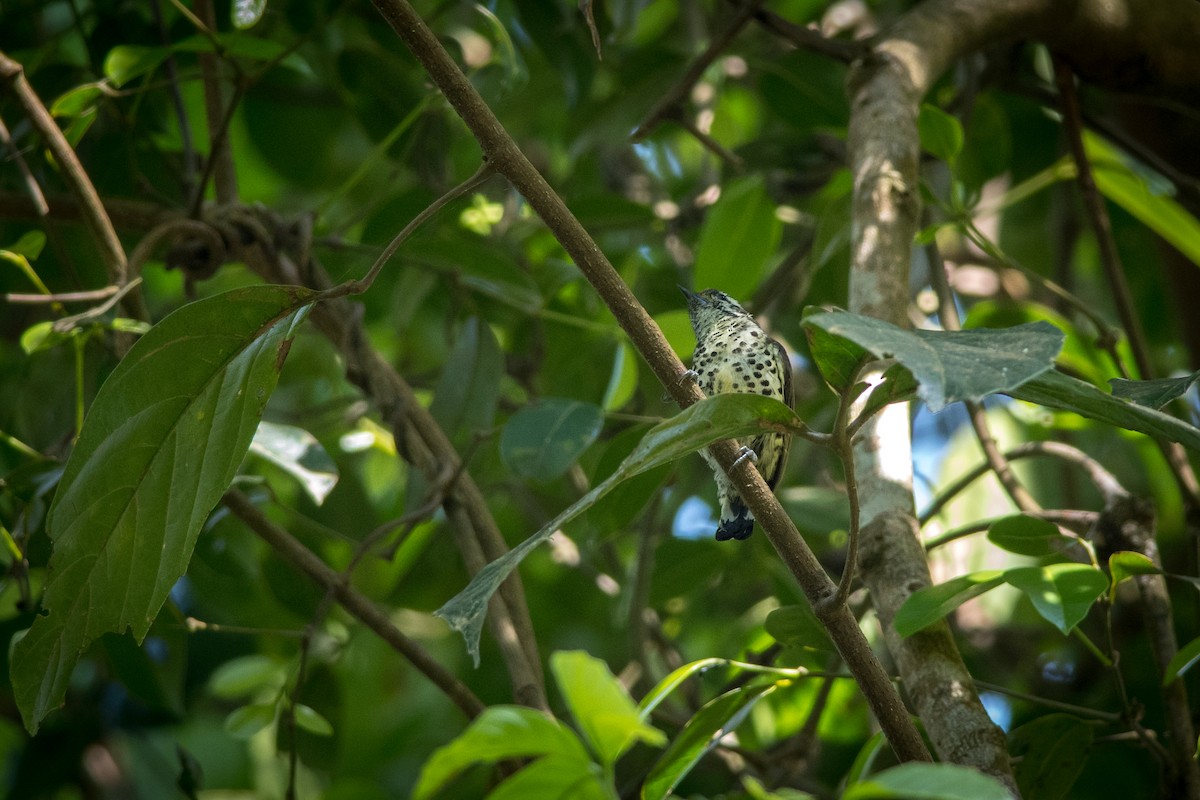Speckled Piculet - Sivaguru Noopuran PRS