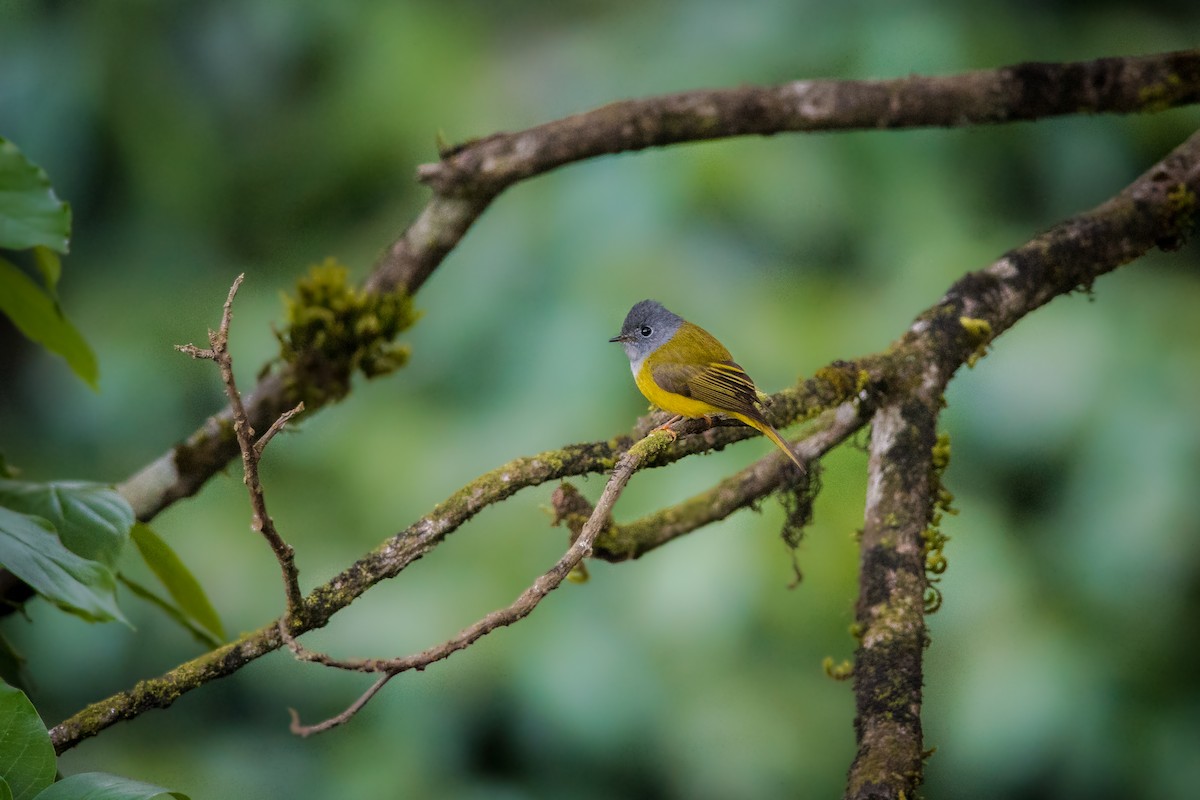 Gray-headed Canary-Flycatcher - Sivaguru Noopuran PRS