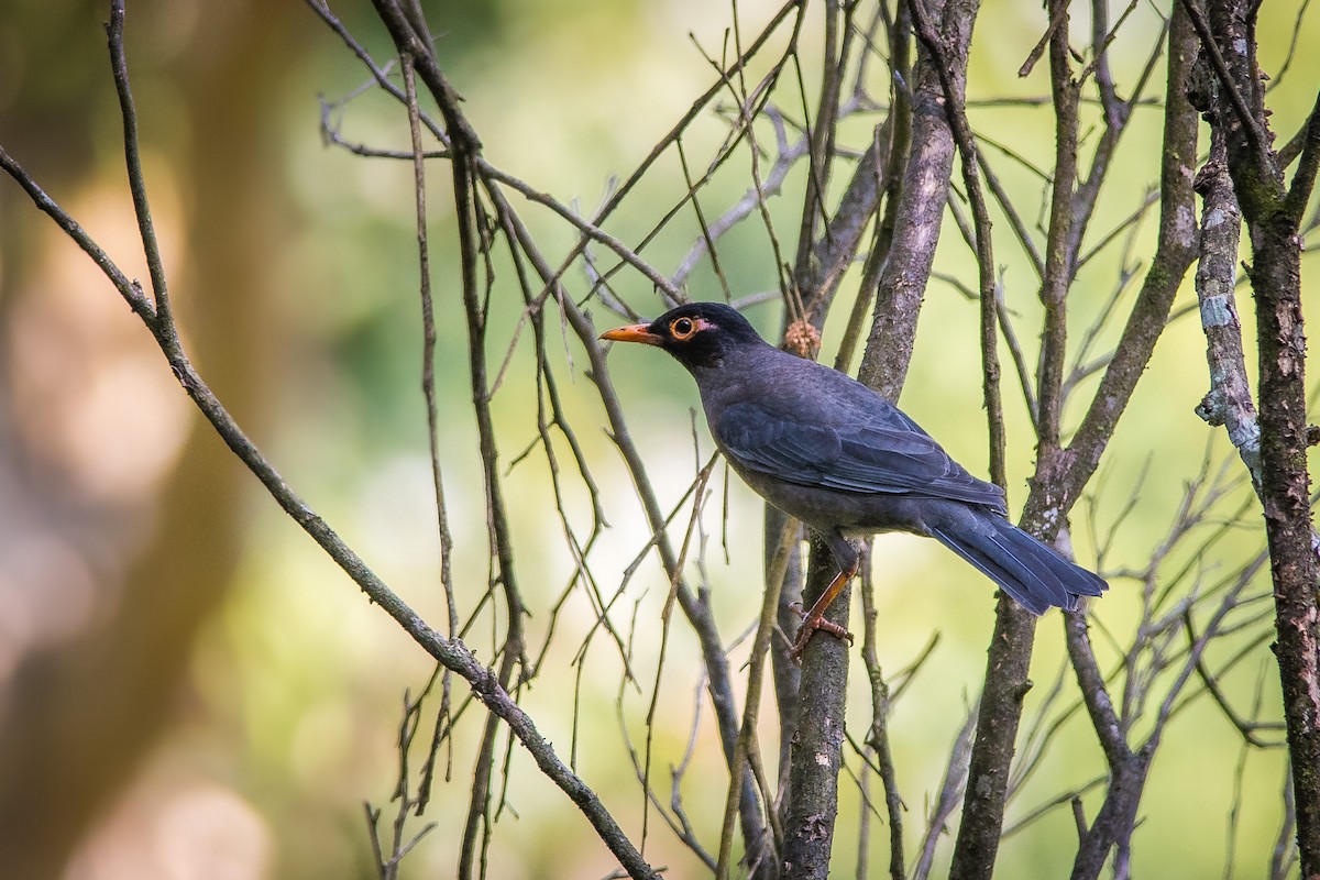 Indian Blackbird - Sivaguru Noopuran PRS