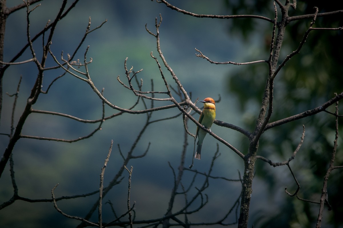 Chestnut-headed Bee-eater - Sivaguru Noopuran PRS