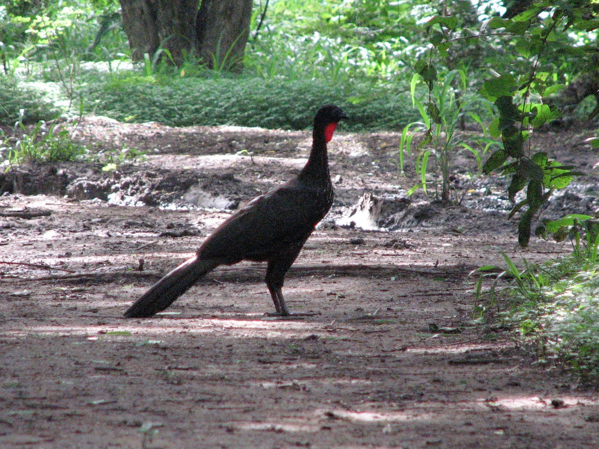 Crested Guan - ML416954281
