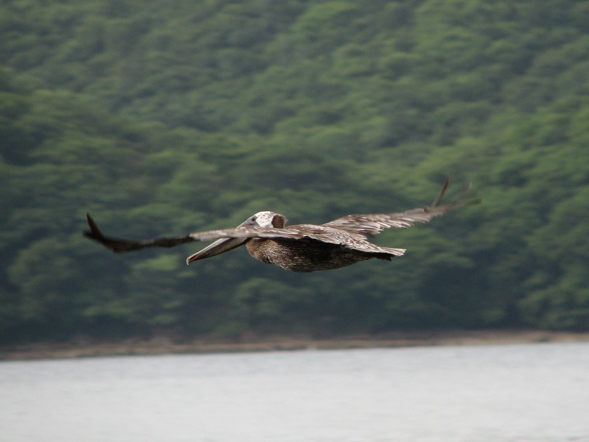 Brown Pelican - Selvino de Kort