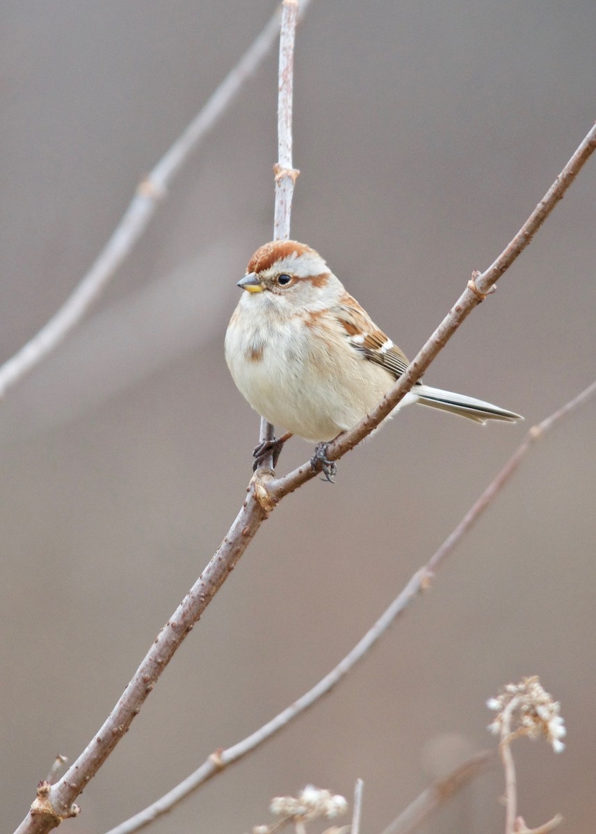 American Tree Sparrow - ML41696001