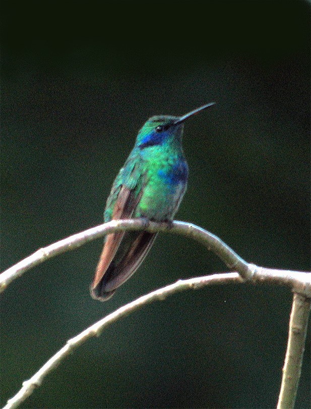 Mexican Violetear - Mike Fahay