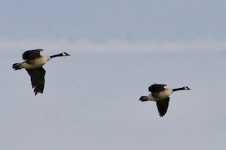 Canada Goose, ML416965291