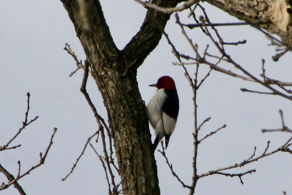 Red-headed Woodpecker - ML416965321