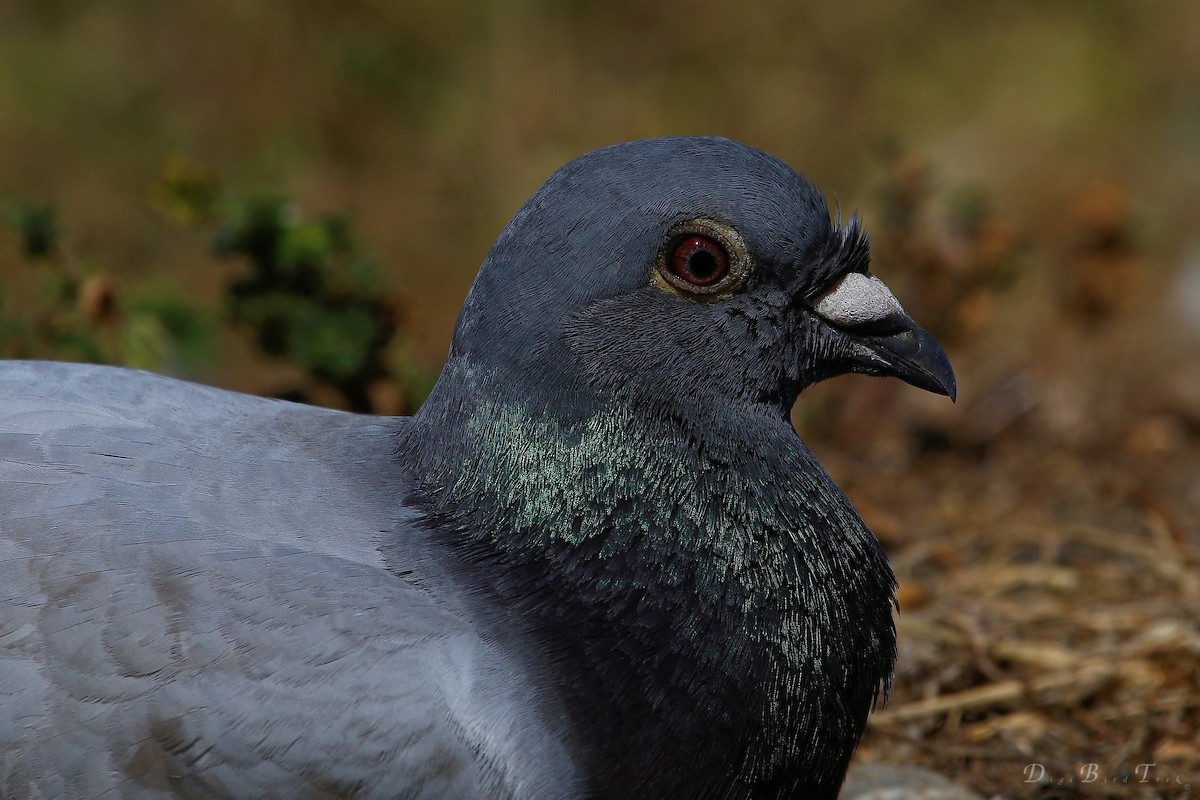 Rock Pigeon (Feral Pigeon) - DigiBirdTrek CA