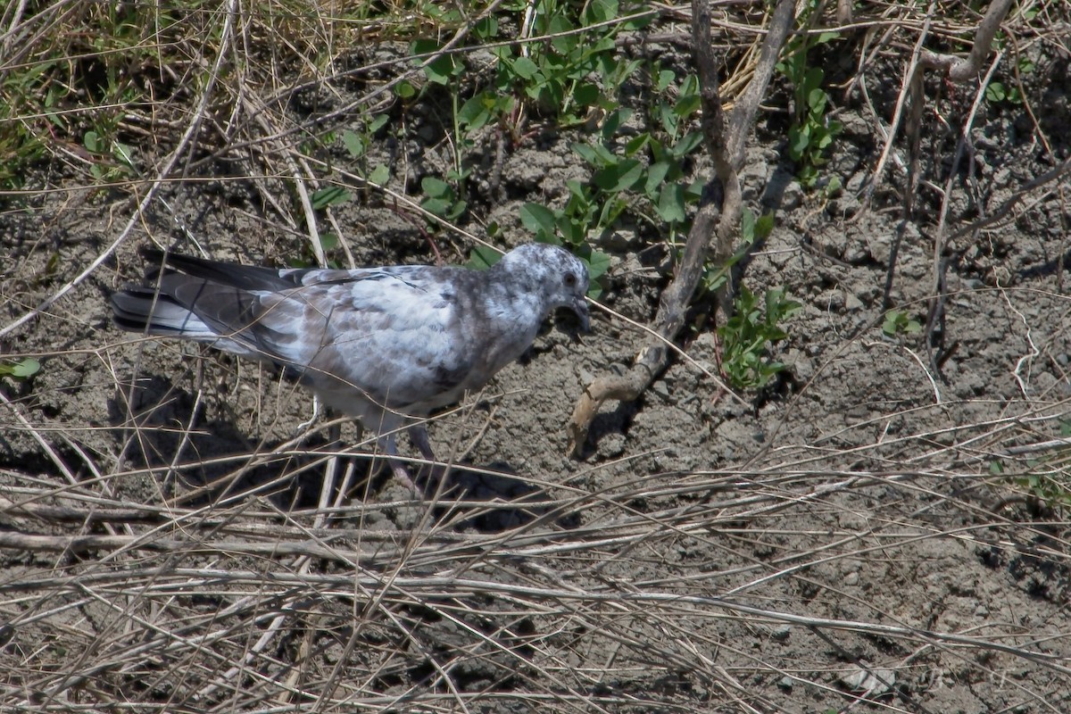 Rock Pigeon (Feral Pigeon) - ML41696771