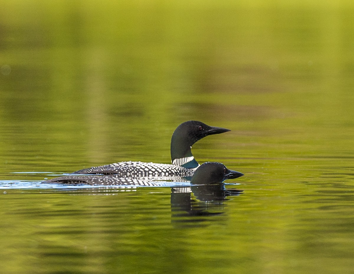 Common Loon - Cliff Peterson