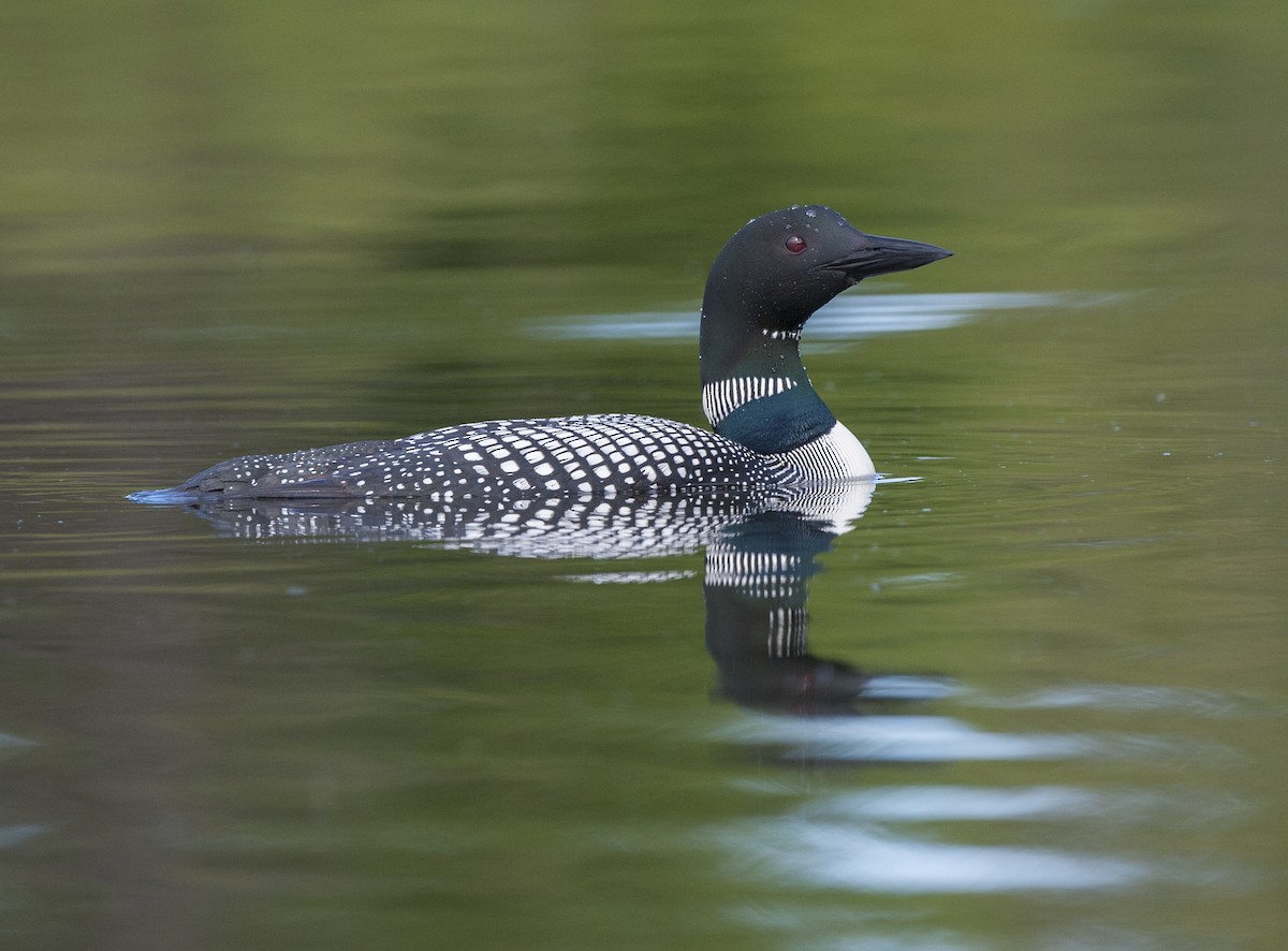 Common Loon - Cliff Peterson
