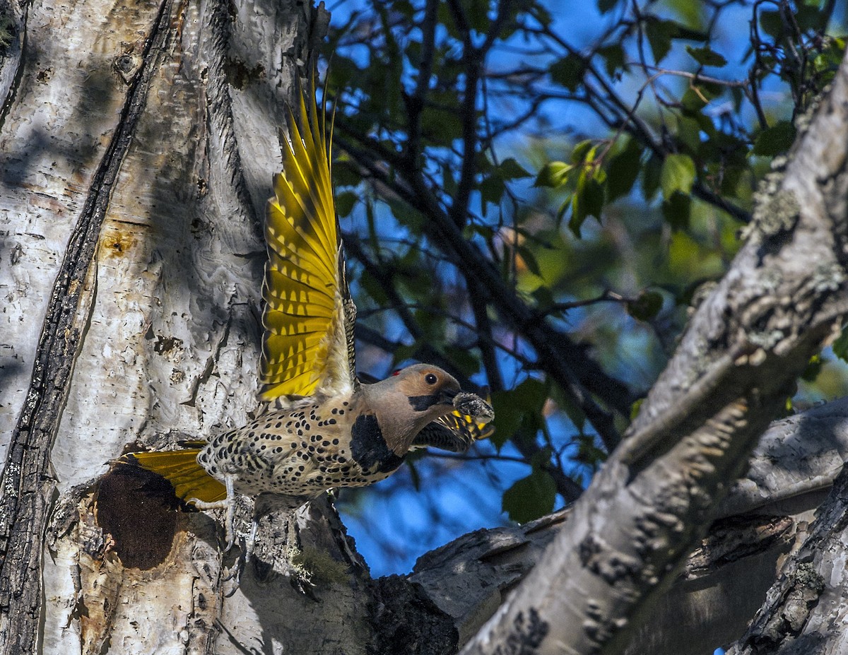 Northern Flicker (Yellow-shafted) - ML41696851