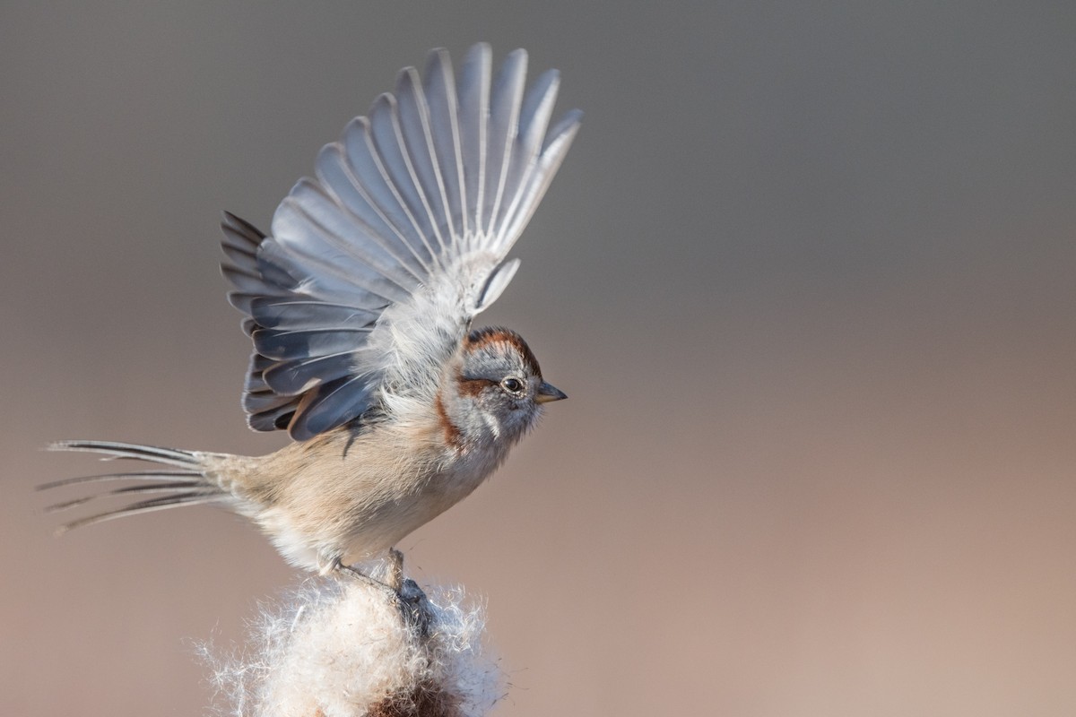 American Tree Sparrow - William Higgins