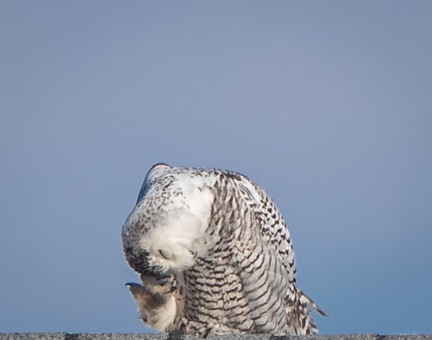 Snowy Owl - ML416969631