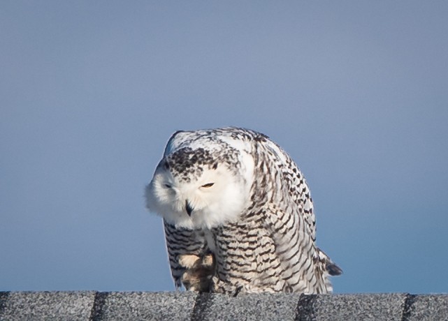 Snowy Owl - ML416969641