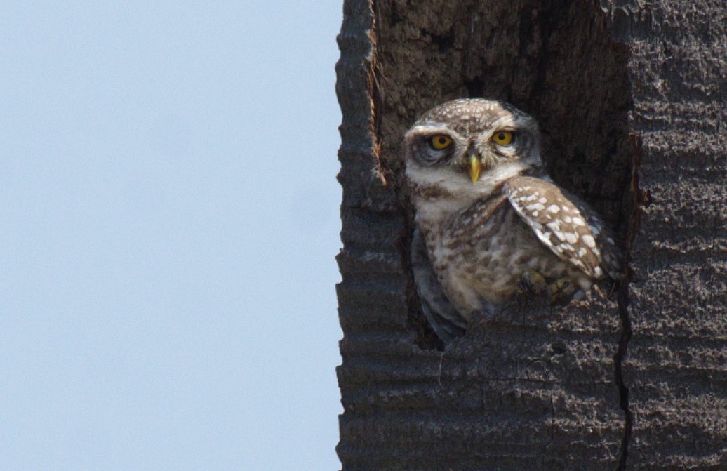 Spotted Owlet - ML416975801