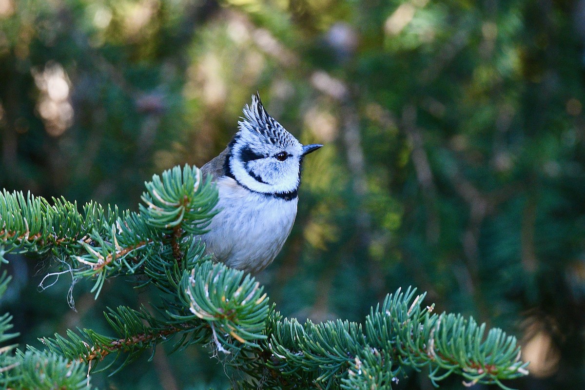 Crested Tit - ML416980751