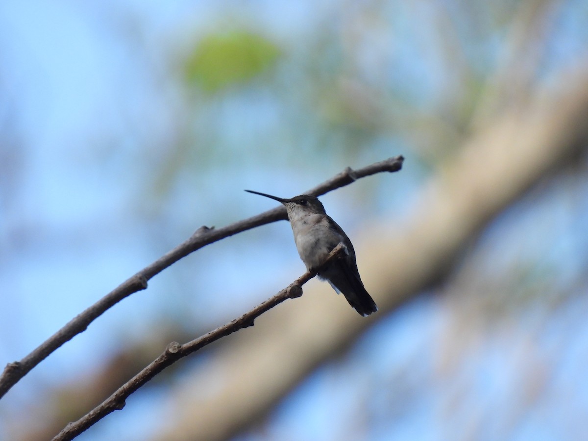 Ruby-throated Hummingbird - Nhering Daniel Ortiz Lobo