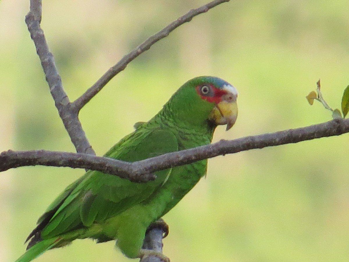 White-fronted Parrot - ML417000761